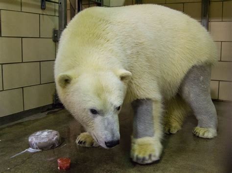 Polar bears have black skin and clear, hollow fur. Their clear fur ...