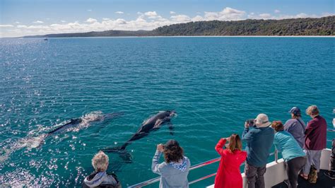 Best whale-watching in Australia: 5 top tips from an expert | escape.com.au