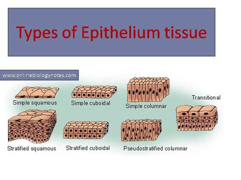 Types of epithelial tissue: simple, compound and specialized - Online ...