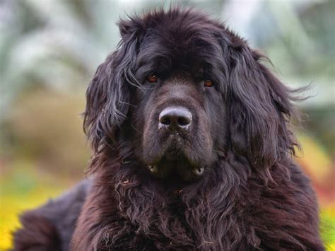 Can You Guess the Biggest Dog Breed in the World?