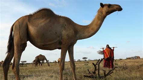 Meet Somalia's trailblazing female camel trader | Somalia | Al Jazeera