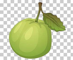 Guava PNG Images, Guava Clipart Free Download