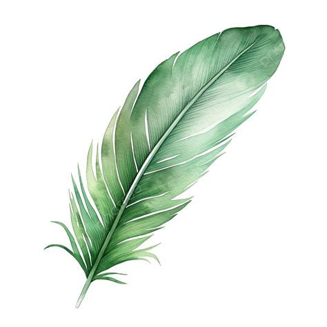 Watercolor Green Feather Clip Art, Feather, Watercolor, Clip Art PNG ...