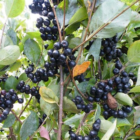 Viking Aronia Berry Plant - Stark Bro’s