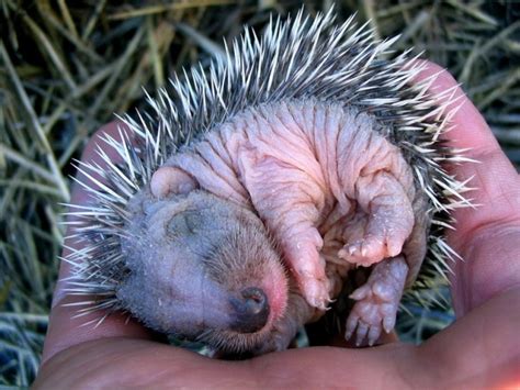 Sleeping baby hedgehog - Teh Cute