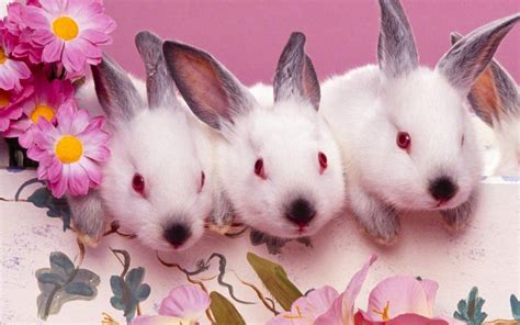 Easter Bunny Wallpapers Free - Wallpaper Cave