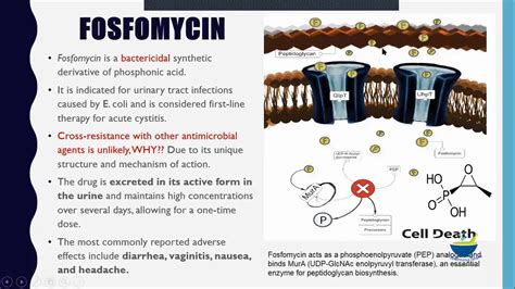 Lecture 19: Protein Synthesis Inhibitors - YouTube