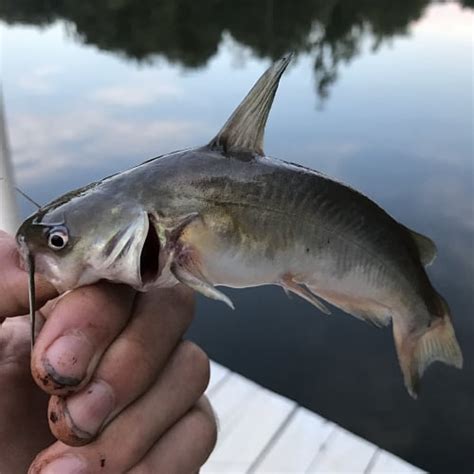 Freshwater Catfish of North America (ID + Pics) - Pond Informer