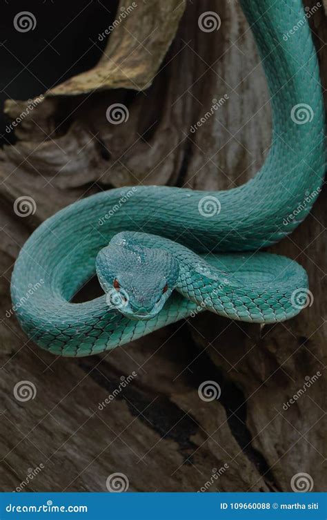 Snakes attack the prey stock photo. Image of npoisonous - 109660088