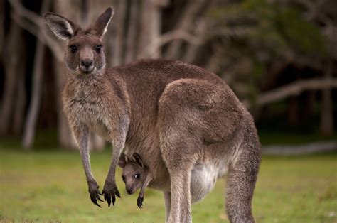 Kangaroos: Facts, Information & Pictures | Live Science