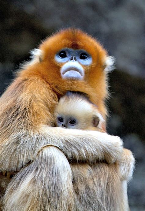 Top Golden Snub-Nosed Monkey Facts! | Fun Facts You Need to Know!