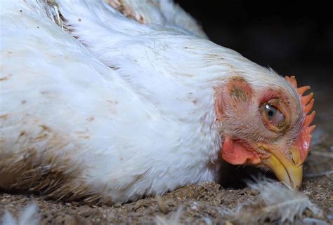 Avian Influenza In Chickens: Identify, Causes, Treatment & Prevention