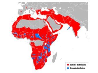 Map Shows Former Lion Habitat Versus Their Current Range | Inhabitat ...