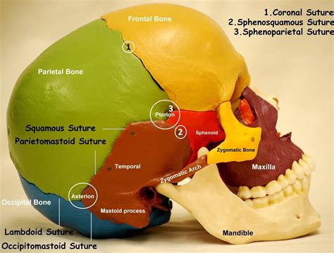 Anatomy Made Easy : Lateral View of Skull