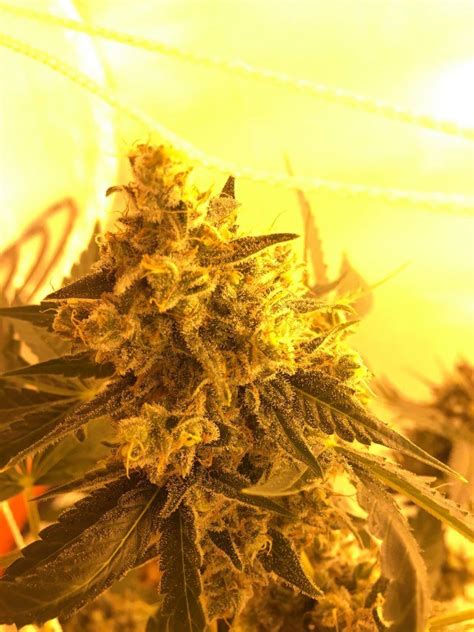 Valley Ghash Og | THCFarmer - Cannabis Cultivation Network