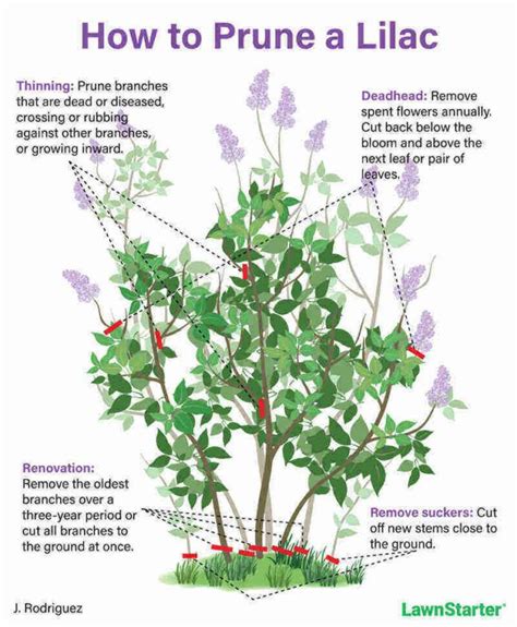 How to Prune Lilac Bushes Like a Pro in 2024 | Lilac bushes, Lilac ...