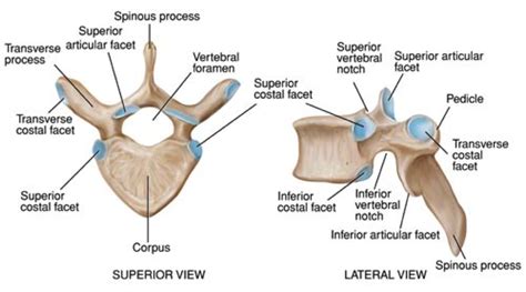 Diagram Of Thoracic Vertebrae Thoracic Vertebrae Diagram With Label ...