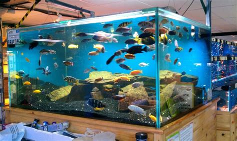 Entretien d'un aquarium de poissons