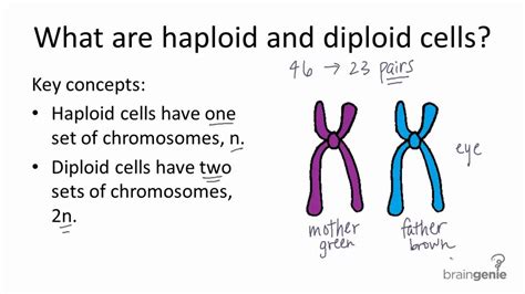 Haploid Versus Diploid Cells | Science biology, Life science, Stem cell ...