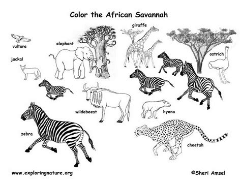 African Safari Animals Coloring Pages - Coloring Home