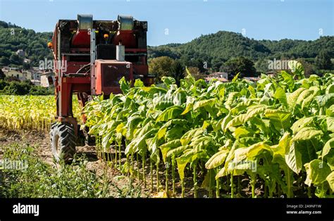 Tobacco harvesting machine hi-res stock photography and images - Alamy