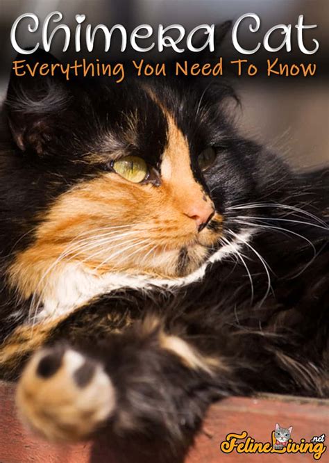 The Chimera Cat Info + 4 Famous Chimera Cats | Feline Living