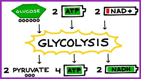 Aerobic Cellular Respiration, Glycolysis, Prep Steps - YouTube