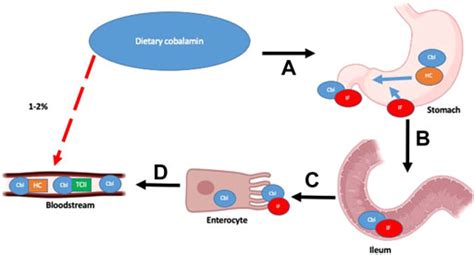 Frontiers | Inherited and acquired vitamin B12 deficiencies: Which ...