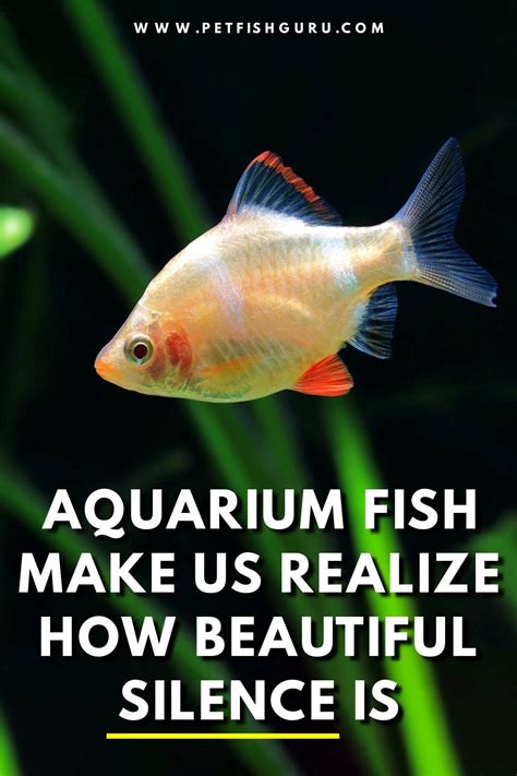 Aquarium fish quotes, aquarium fish saying Fish Quotes, Tropical ...