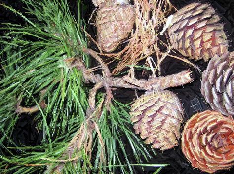 Pitch Pine Tree Holiday Pine Cones Photograph by Susan Carella - Fine ...