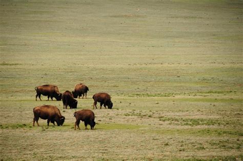 Free Stock Photo of Bison grazing | Download Free Images and Free ...