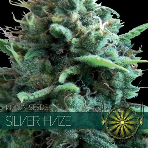 Silver Haze - The Headshop Amsterdam