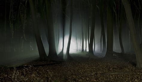 Photography of forest at night time HD wallpaper | Wallpaper Flare