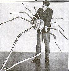 Japanese Spider Crab Size Comparison