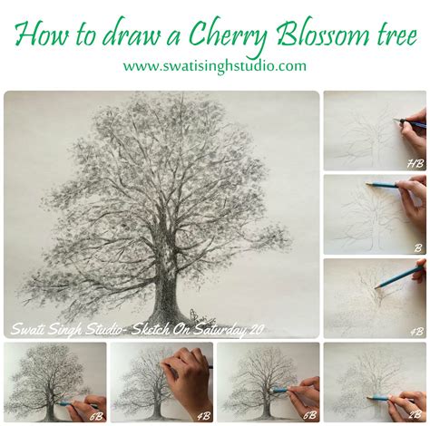 How To Draw A Cherry Blossom Tree In Pencil