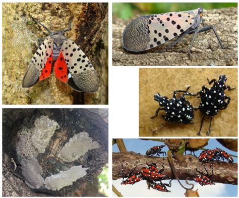 Invasive spotted lanternfly could affect area's fruit crops | Nvdaily ...