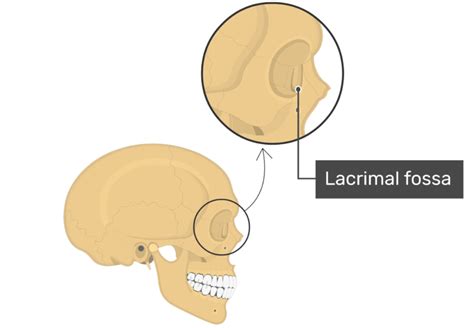 The Lacrimal Bone: The Anatomy Of Facial Skeleton In Humans