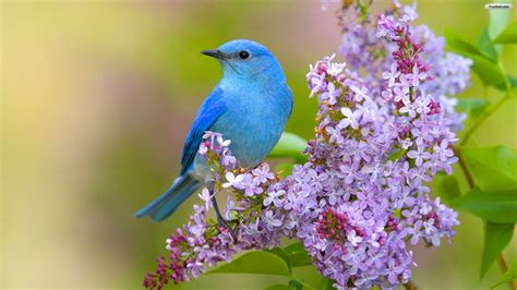 🔥 Download Youwall Blue Bird Wallpaper by @eddief93 | Free Bluebird ...