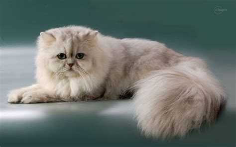 Fluffy Persian Cat-photography HD wallpaper Preview | 10wallpaper.com