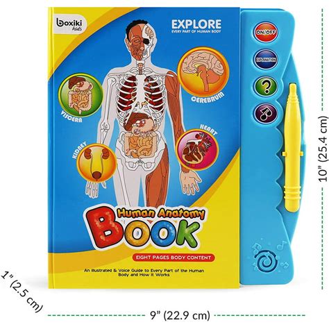 Human Body Anatomy For Kids