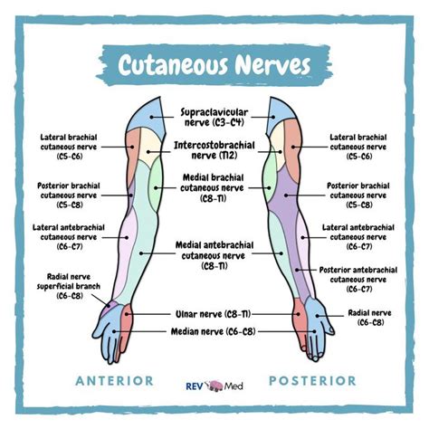 Cutaneous Nerves - Upper Limb Anatomy - MEDizzy