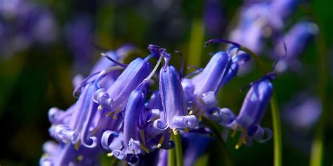 Tips for planting and caring for bluebells