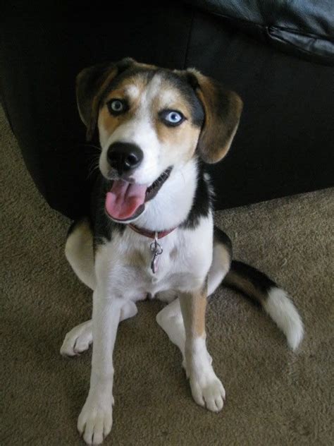 beagle husky mix - Google Search | Beagle husky mix, Beagle mix, Cute dogs