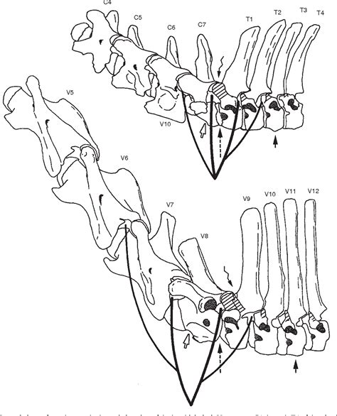 [PDF] The remarkable anatomy of the giraffe's neck | Semantic Scholar