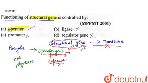 Functioning of structural gene is controlled by: