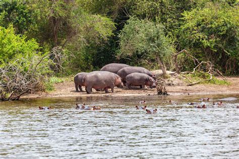 Uganda's National Parks: The Complete List