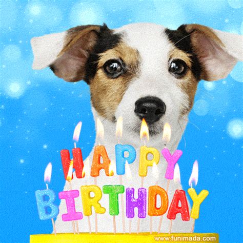 Happy Birthday Dog Celebration GIF | GIFDB.com