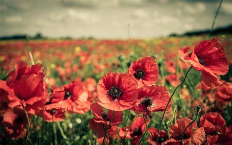 Wallpapers Poppies - Wallpaper Cave