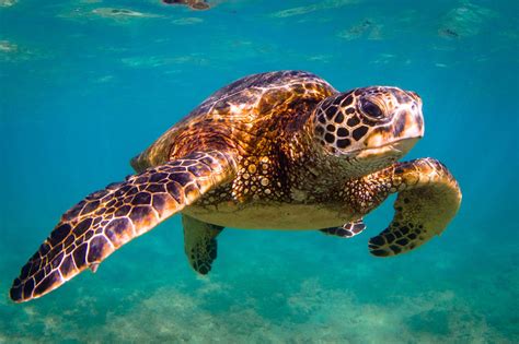 Save Sea Turtles - How To Help Animals Blog