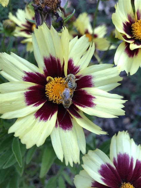 While females nest in the ground, male long-horned bees sleep clustered ...